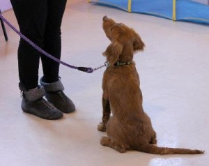 PuppyClass_2